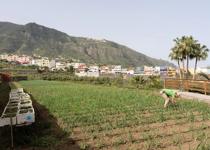 Pico * ロス・レアレホス